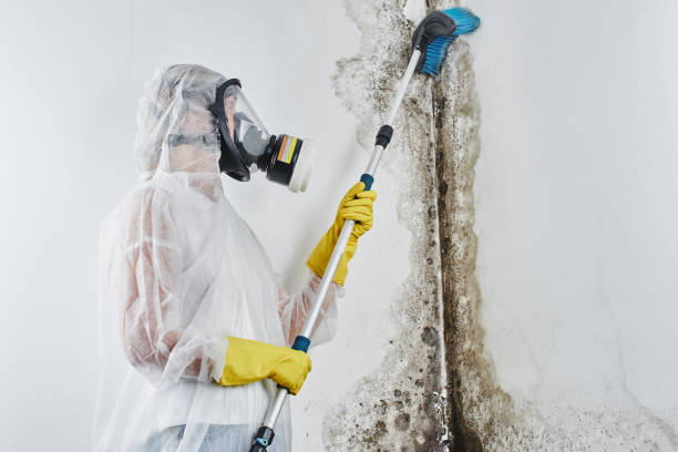 Why You Should Choose Our Mold Remediation Services in Holladay, UT